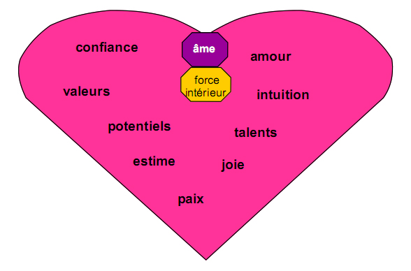 schéma du coeur